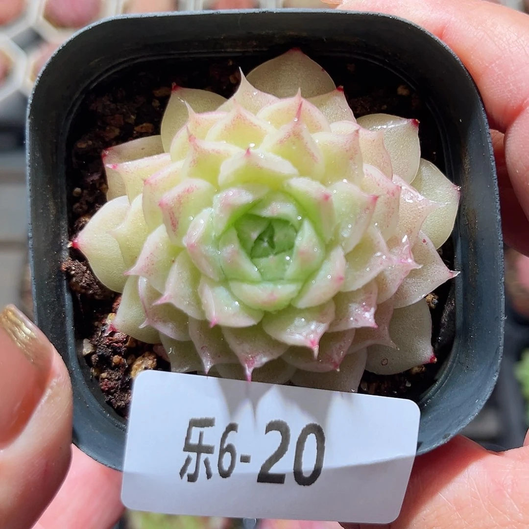 乐6-20 麦秆单头