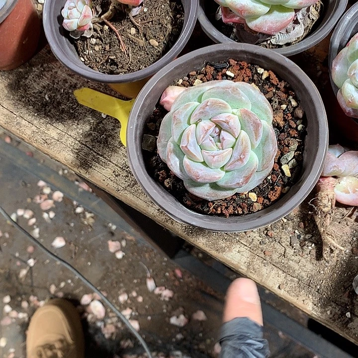 和熙哈哈哈哈哈哈多肉