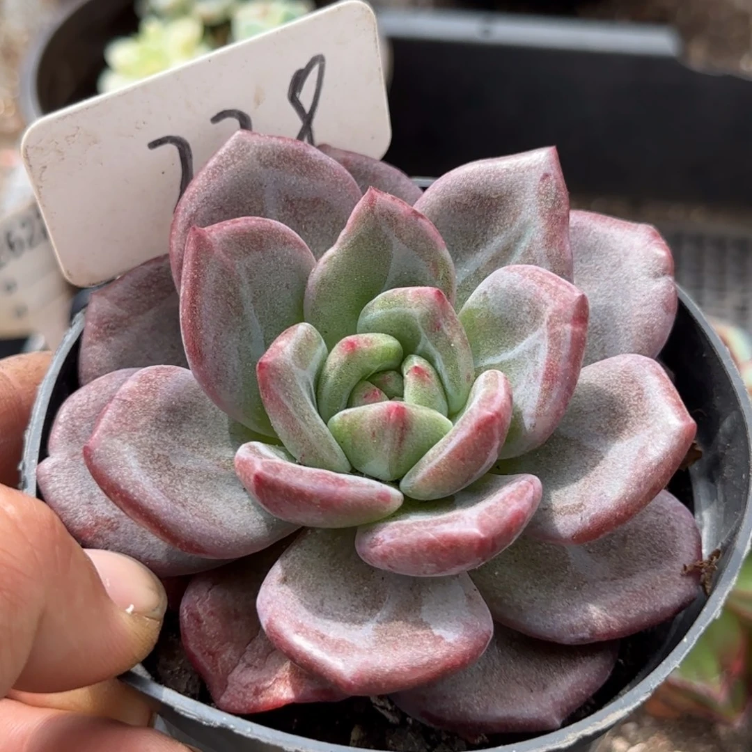 扣橙惊鸿一物一拍包装收缩花旱