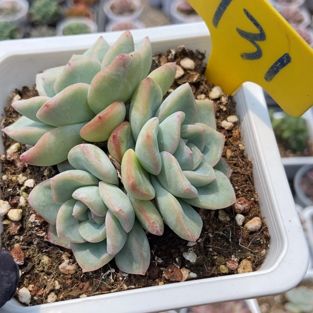 731泡芙多肉植物保护