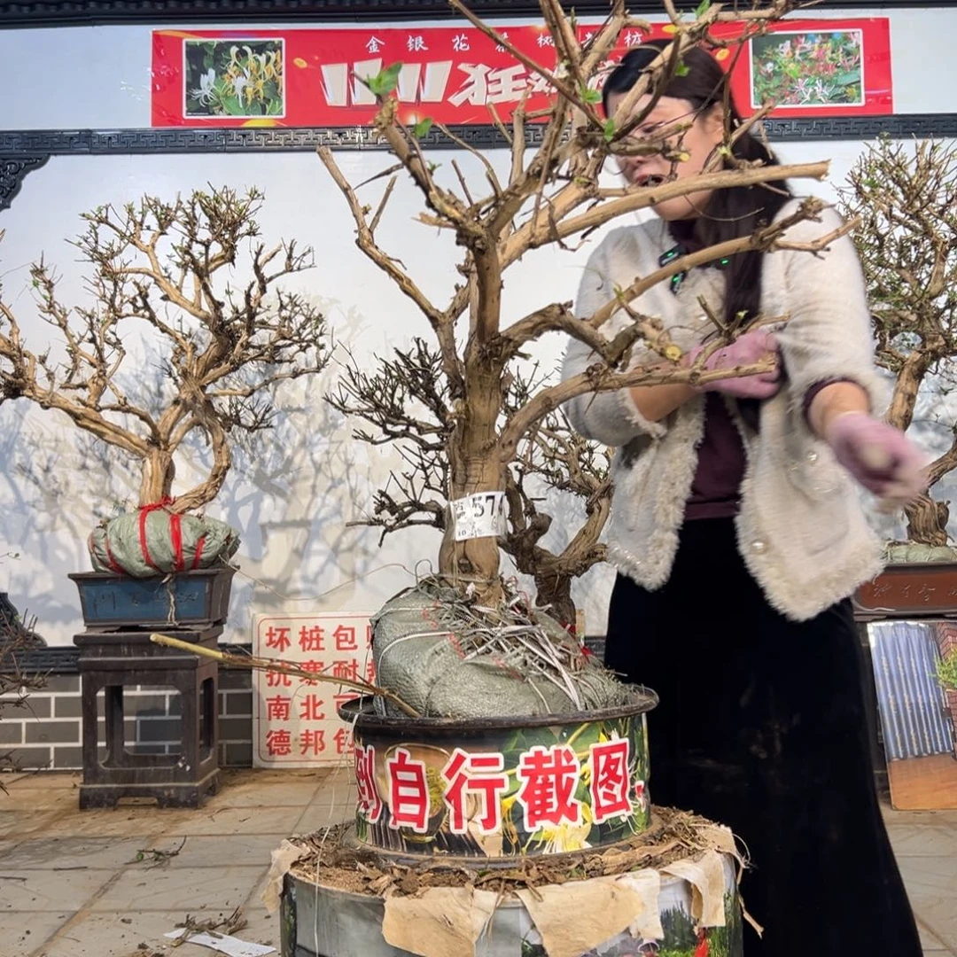 无花朵金银花088888