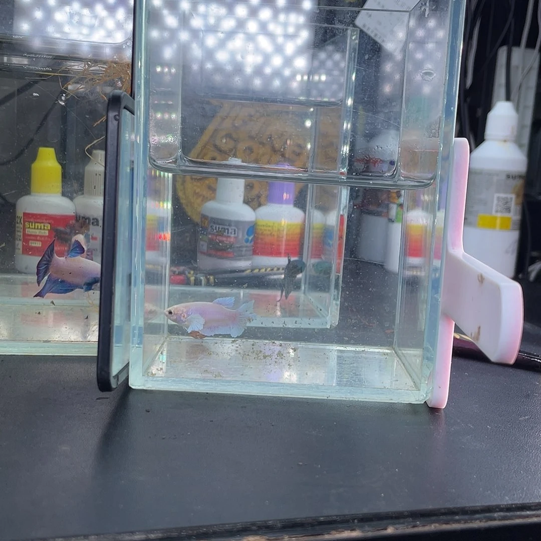 斗鱼009号大耳母鱼将军