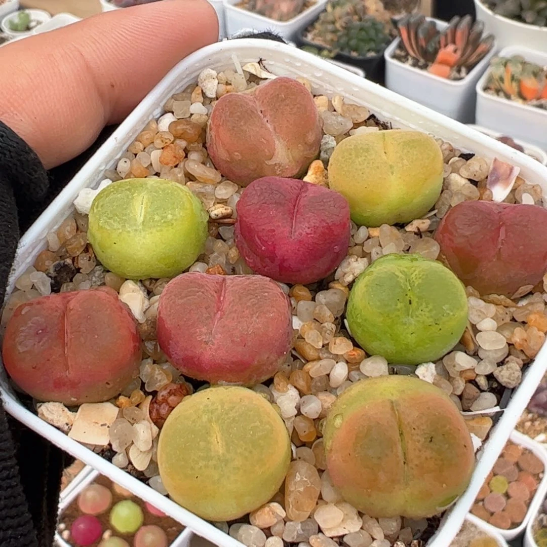 456多肉植物百科
