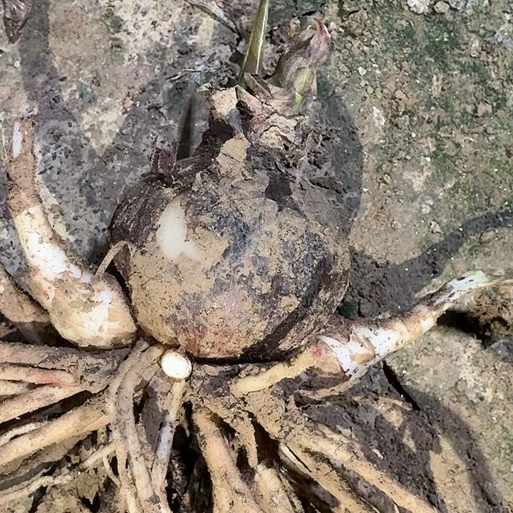 气质美女6.5厘米带3侧裸根一棵