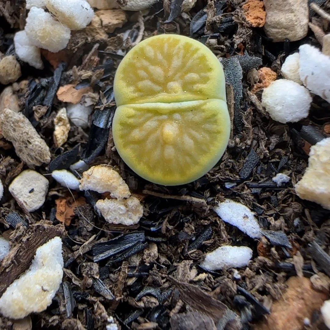 030 生石花大棚直播