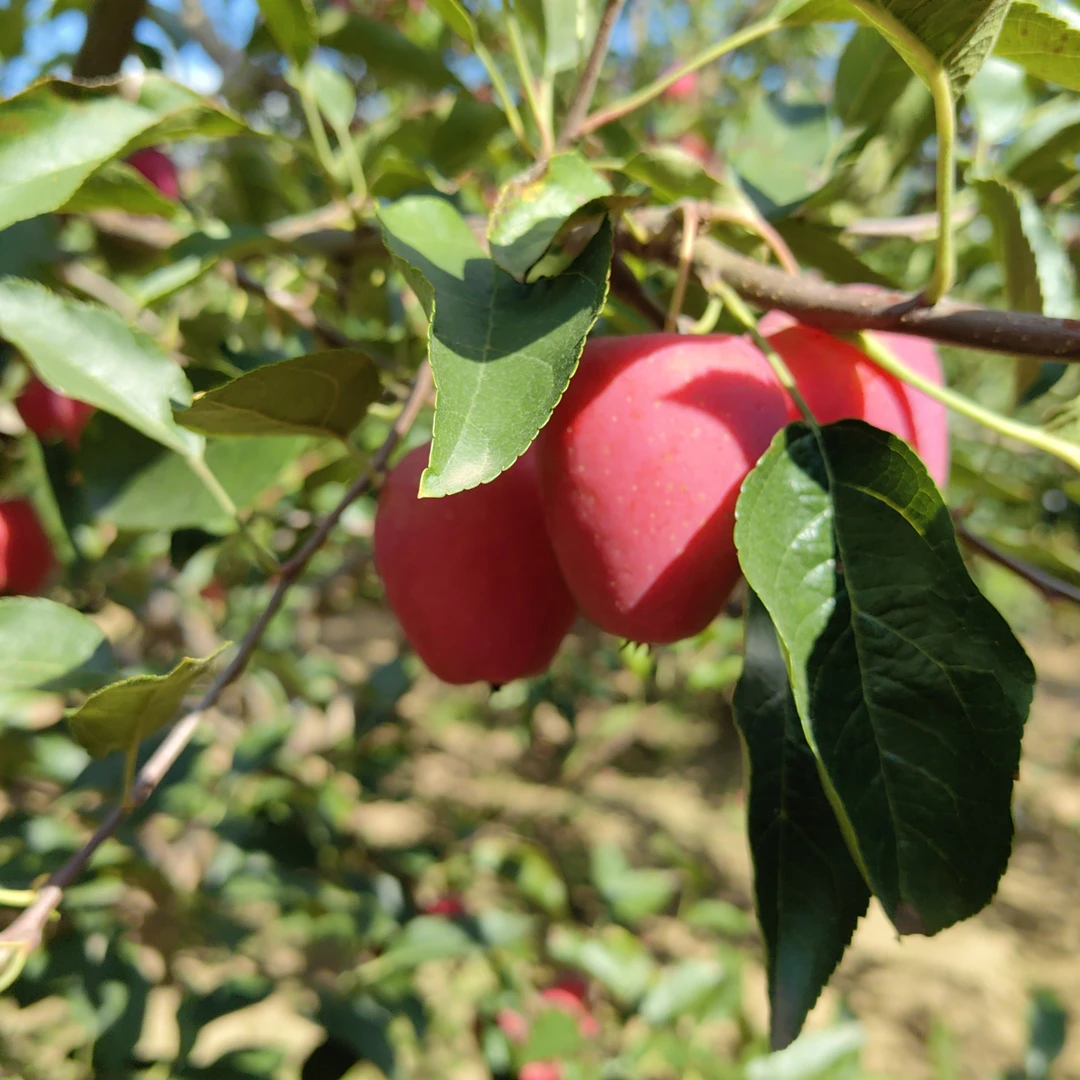 精选东北特产鸡心果锦绣海棠沙果新鲜采摘脆甜多汁应季水果