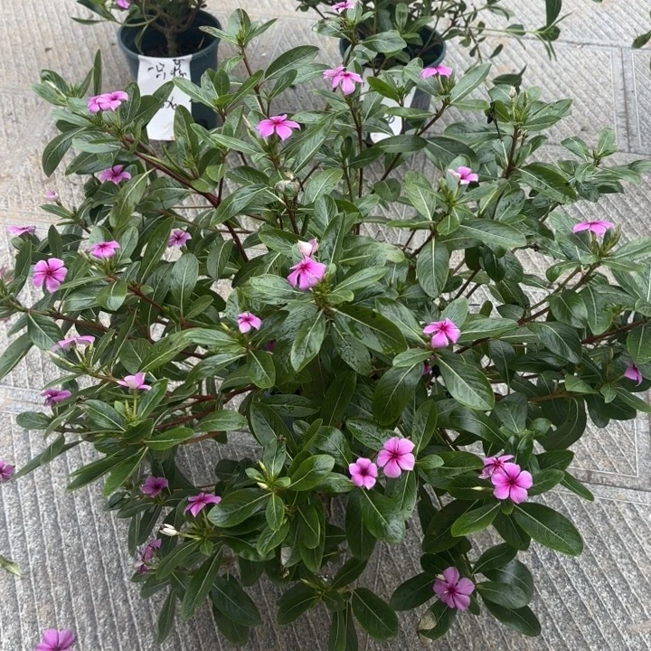 无花朵超级多长春花