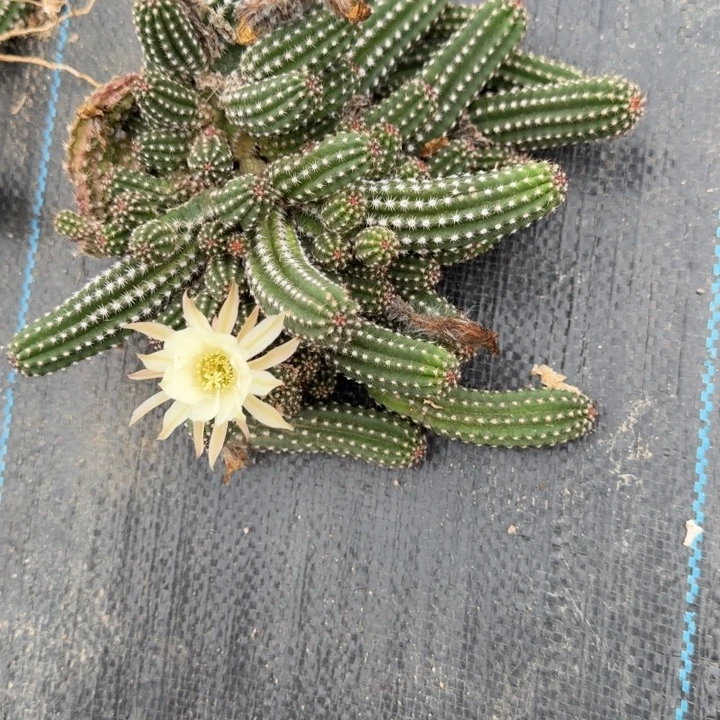 白檀仙人掌群生875