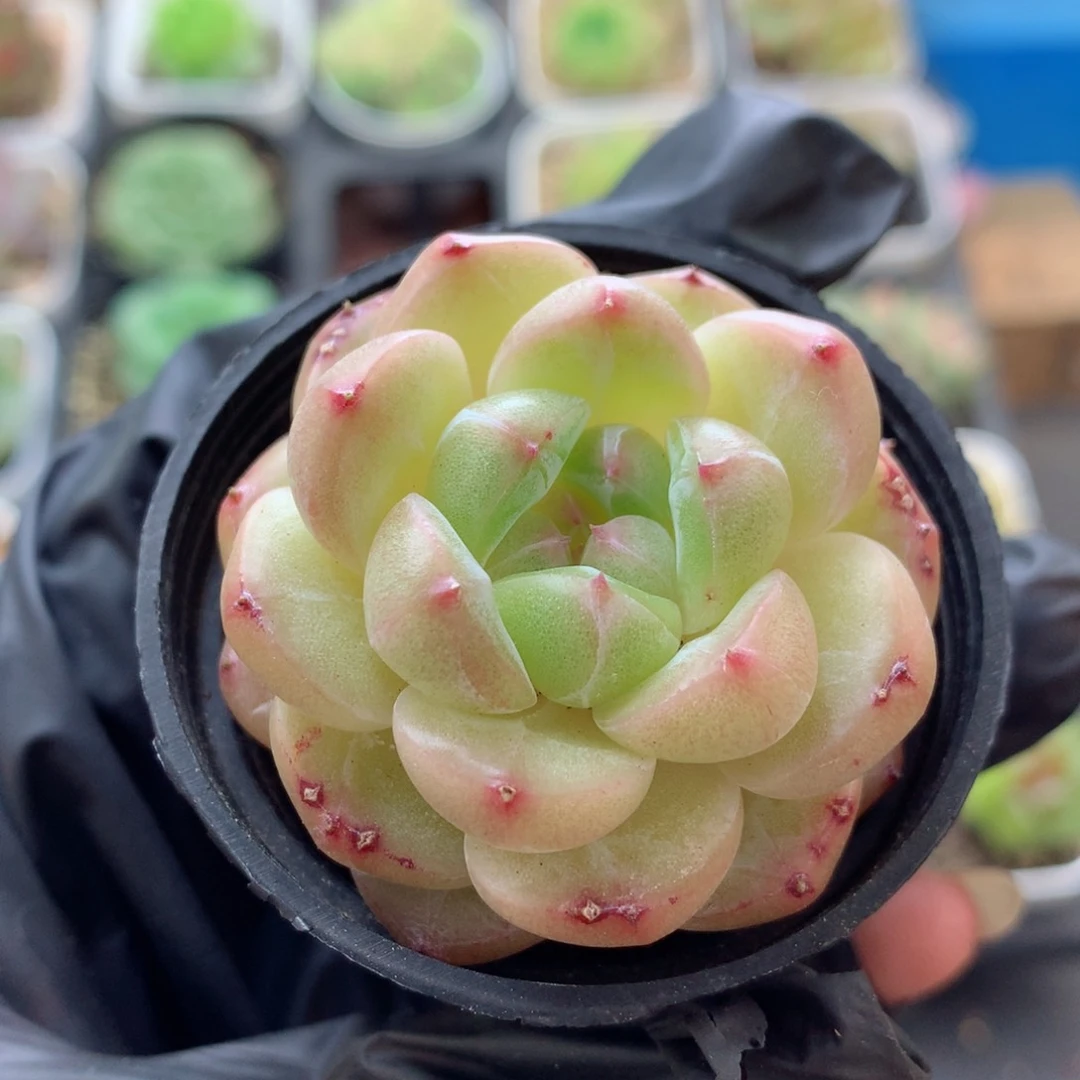 58包邮  群生不包整105