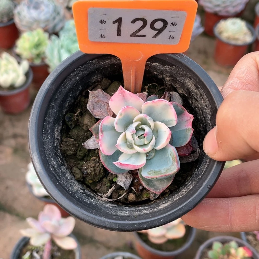 【闪购商品】大*糖129号