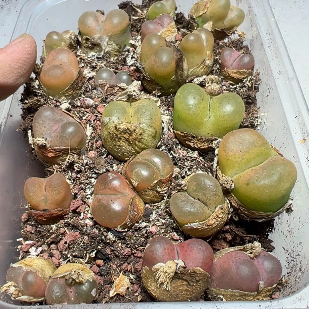 【闪购商品】 1155。