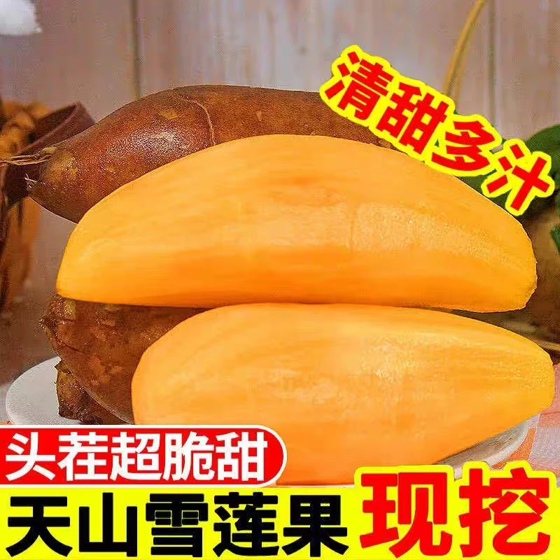 【头茬鲜果】云南天山雪莲果孕妇红心雪莲果整箱包邮爆汁清甜低糖