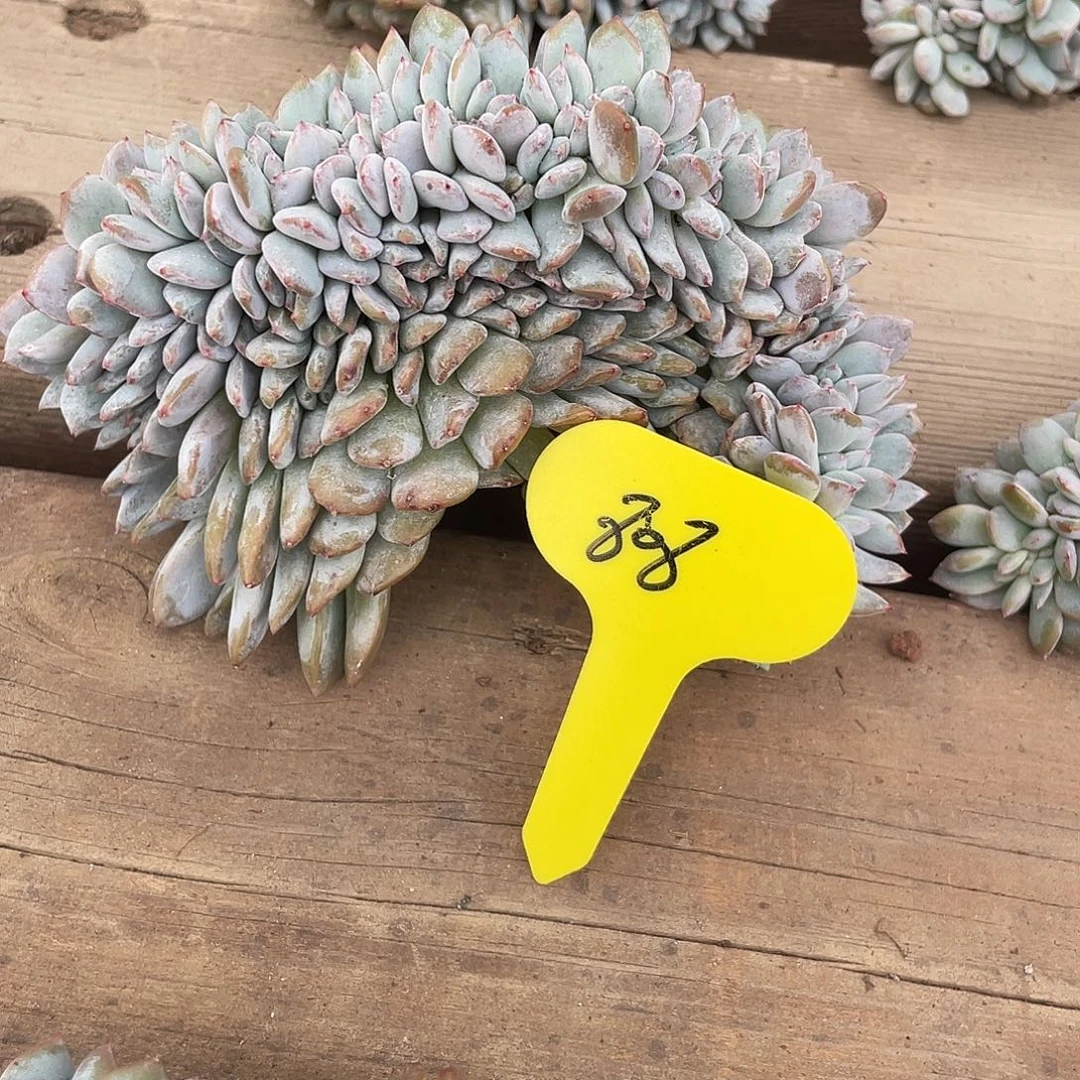 实生石榴子星影缀化808