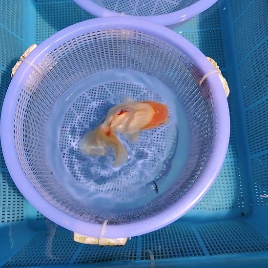 金鱼131百褶泰狮一条特价顺丰包邮