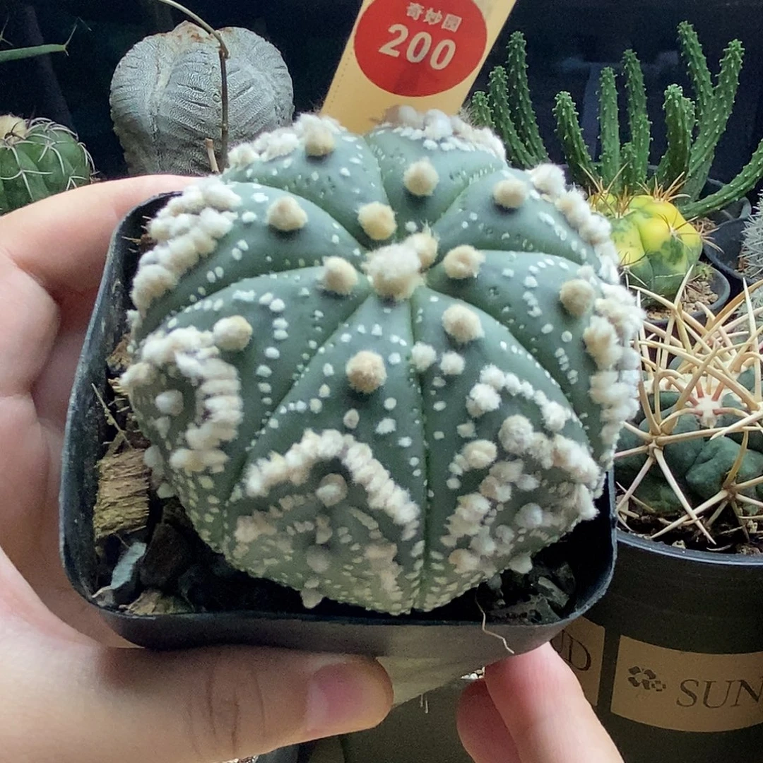 实生花园兜7.3cm一棵仙人球