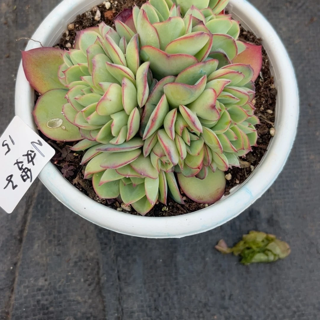 小**?牡丹亭缀多肉植物