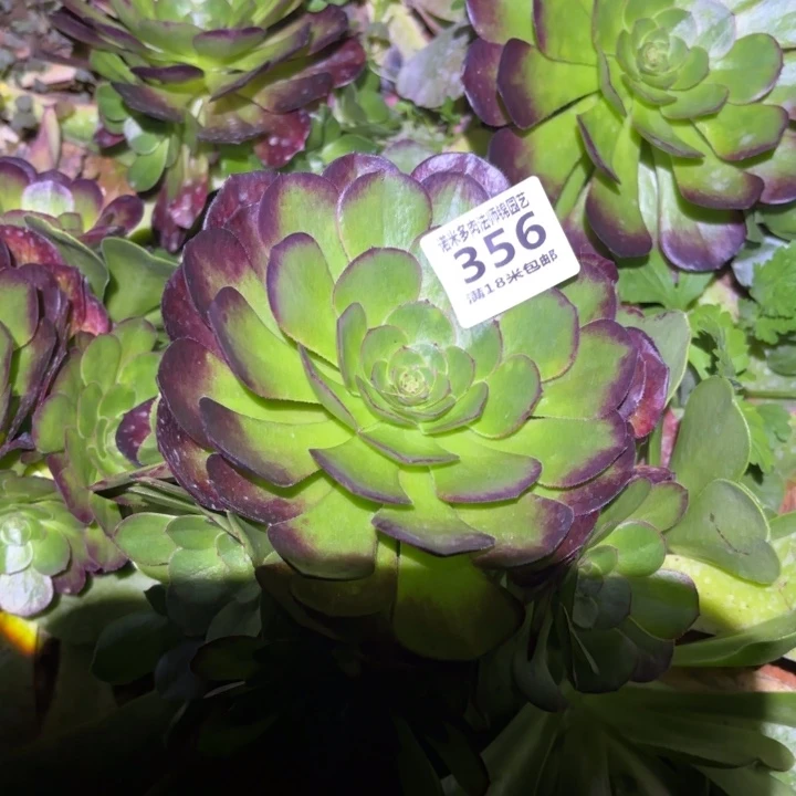 花*356雨荷掌心多肉法师锦不包侧枝断枝