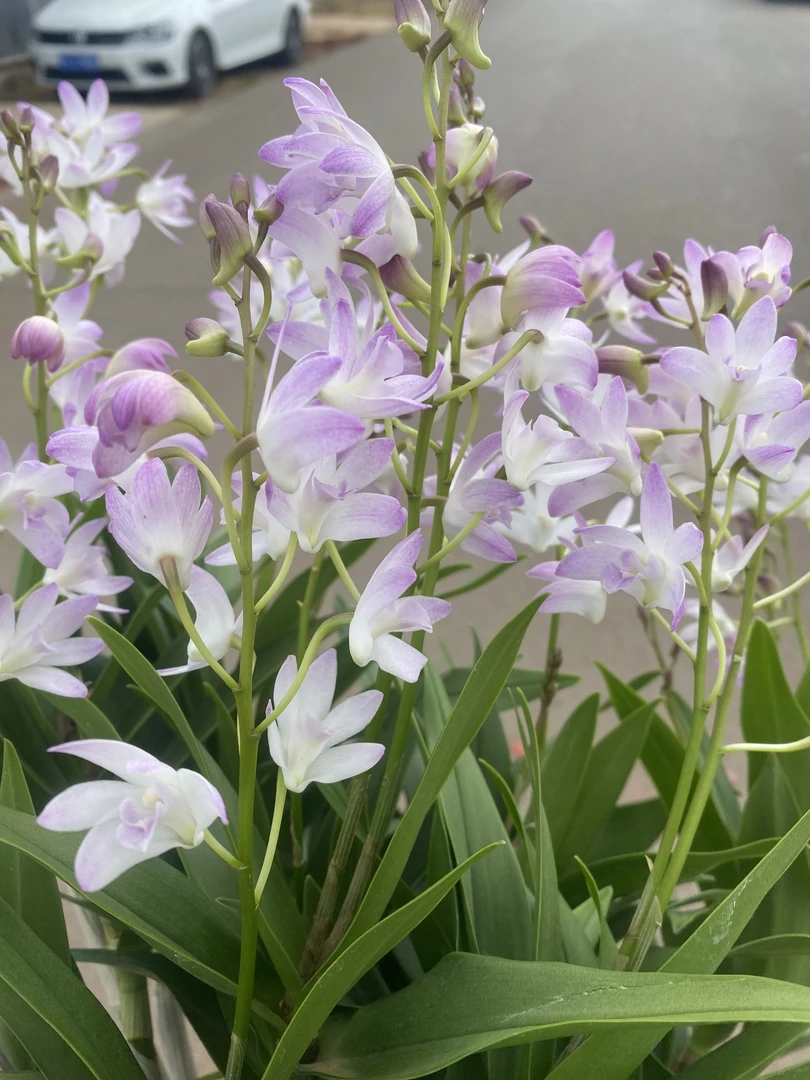 桃霞大盆澳洲香水石斛兰盆栽多年生带香味开花机器室内外好养兰花