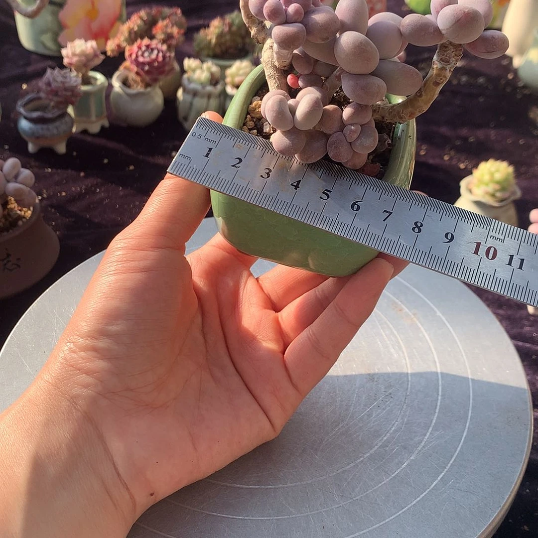 7号带盆偏远地区不包邮有伤