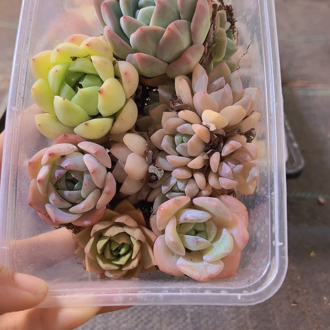 318，拼盘，多肉植物