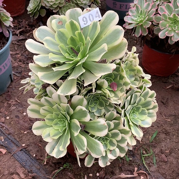 有断枝绿豆沙904号