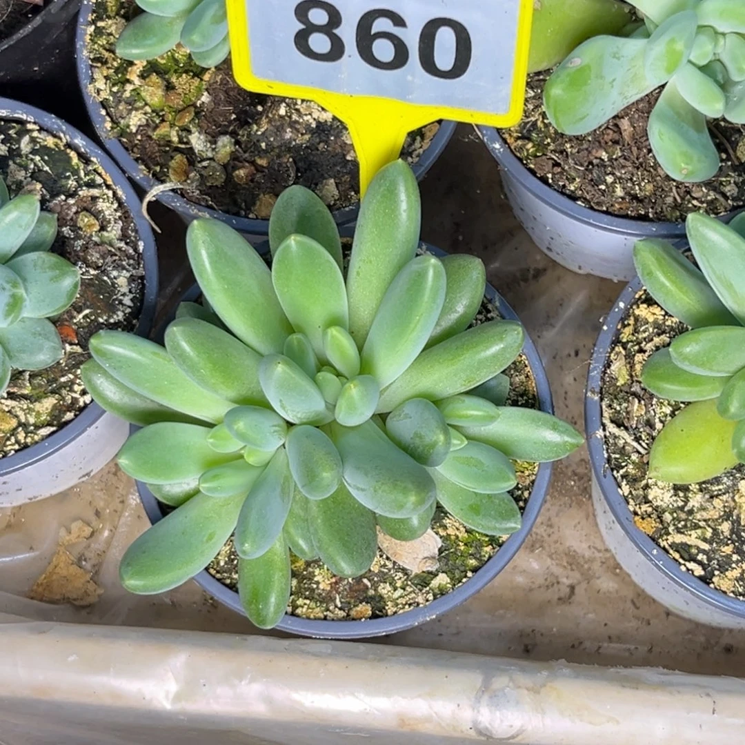 多肉植物橙色奇迹860