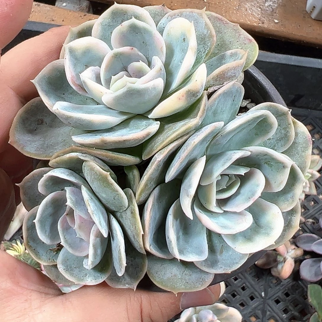蓝色惊喜锦 小方花圃一单包邮
