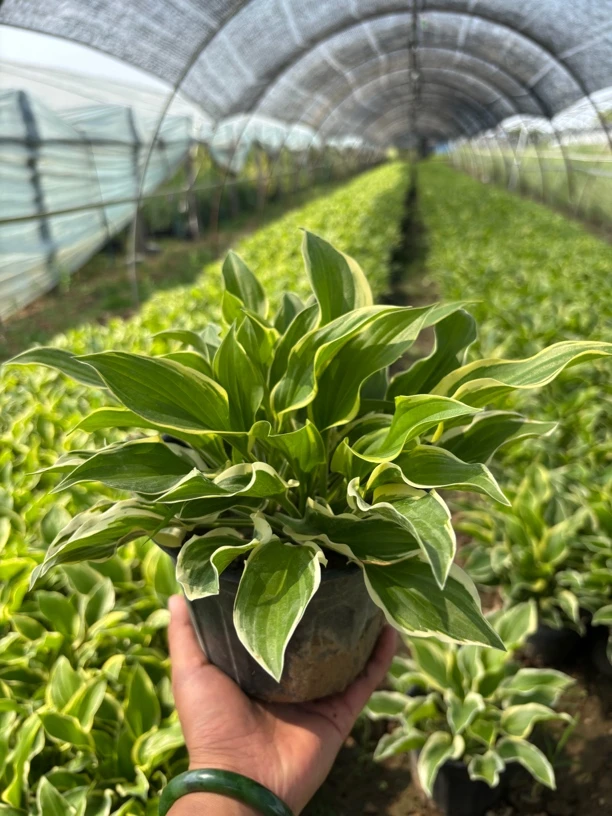 金边玉簪花盆栽多年生耐阴耐寒室内外好养庭院绿化植物