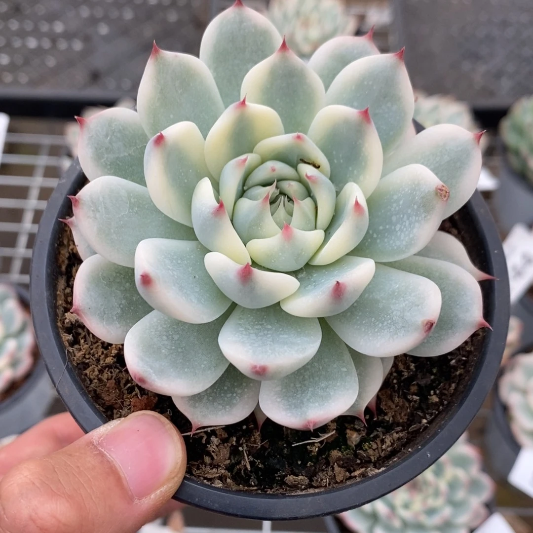 吉娃娃锦多肉植物9759