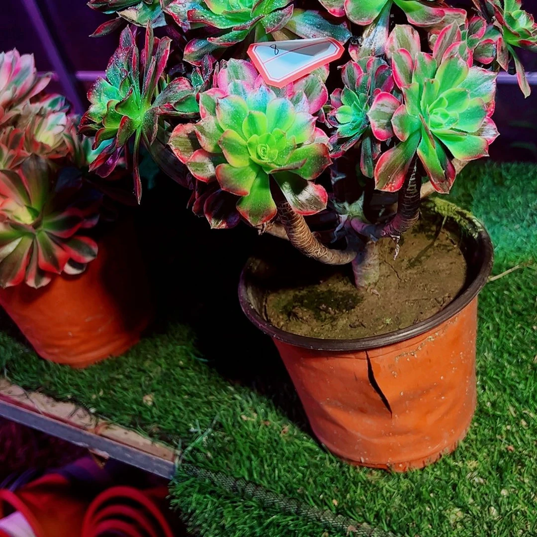 8多肉植物保护研究所