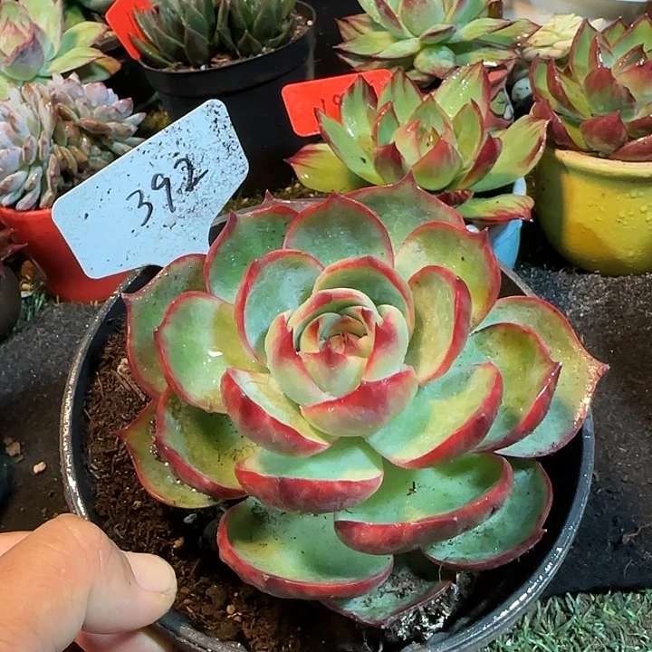 玫瑰惊鸿一物一拍包装收缩花旱392