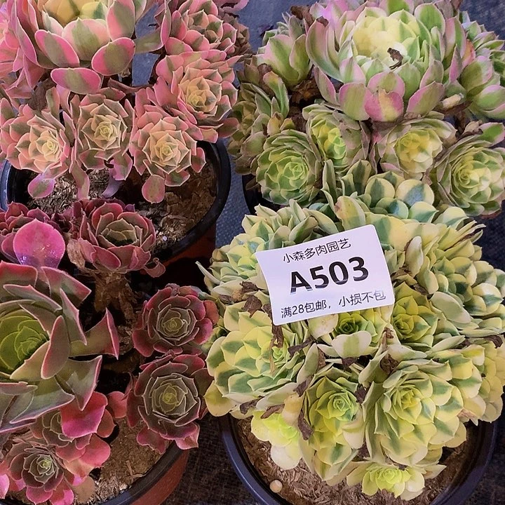 @***?503香妃绿豆沙女巫海王不包生死