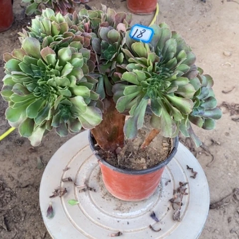 玫瑰缀化一物一拍