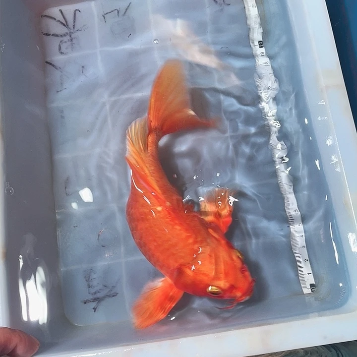 蝴蝶鲤鱼渔场直发98