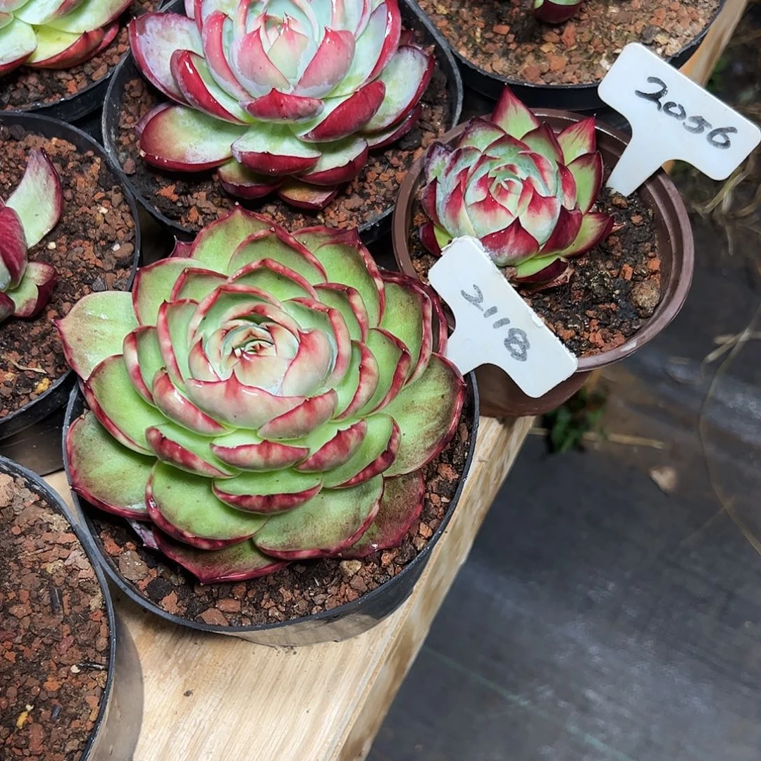 梦***儿惊鸿仙子2056.2118号