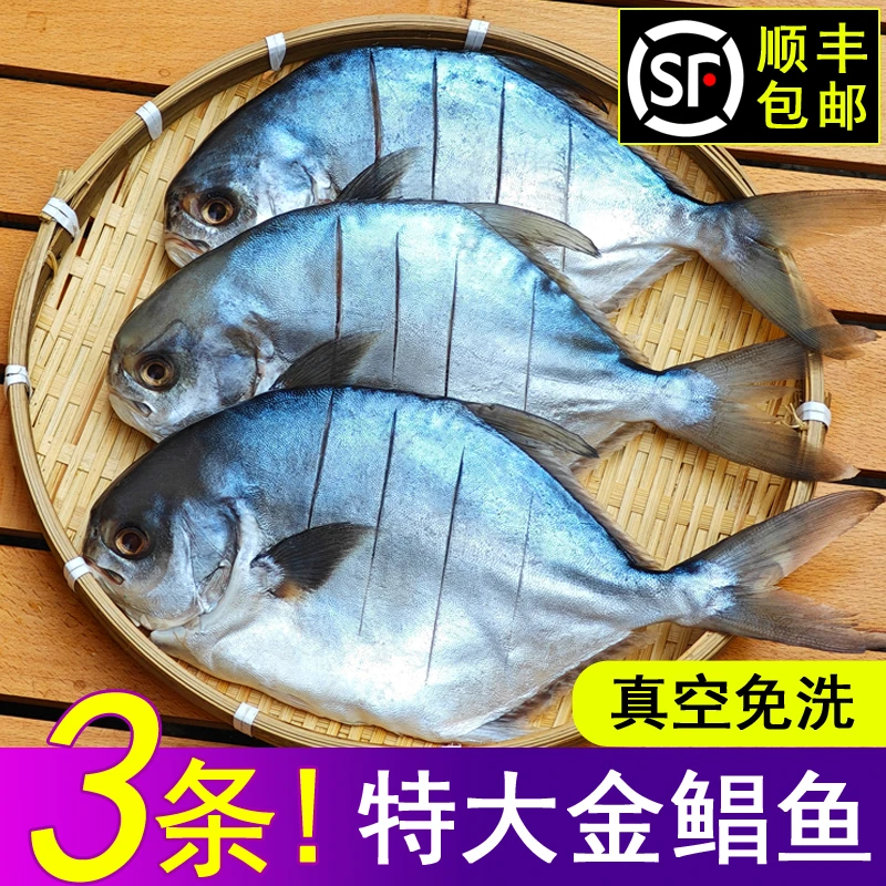 湛江特产一夜埕金鲳鱼干半干湿淡口特大鲜活冷冻金鲳鱼免洗三条装