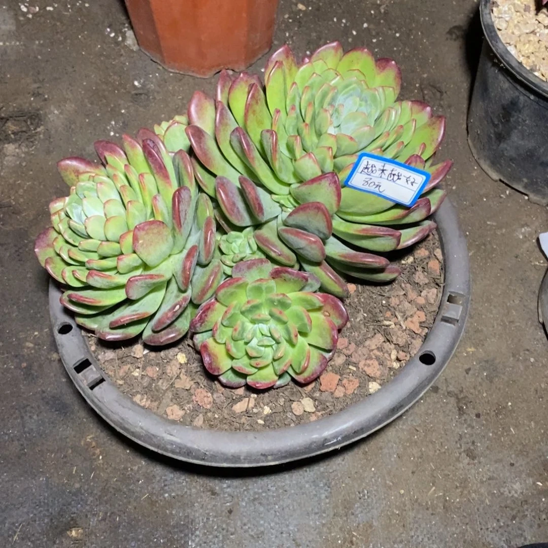 越**好拉萨。一物一拍