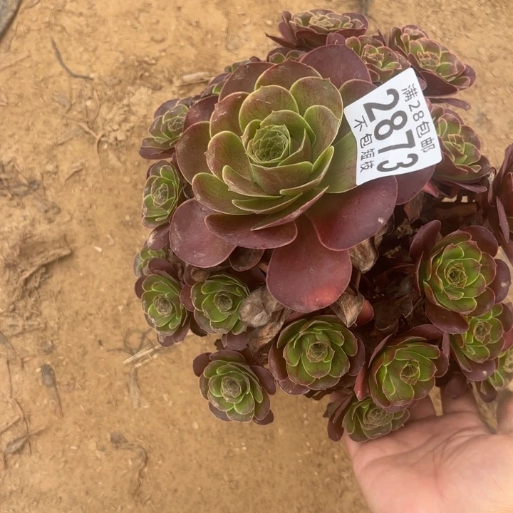 玫瑰多肉植物法师2873