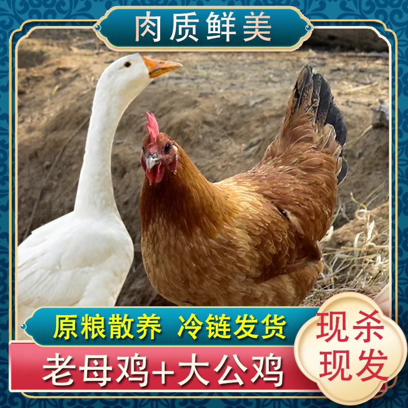 黄油老母鸡2只+1只大鹅净重8.5斤农家散养土鸡