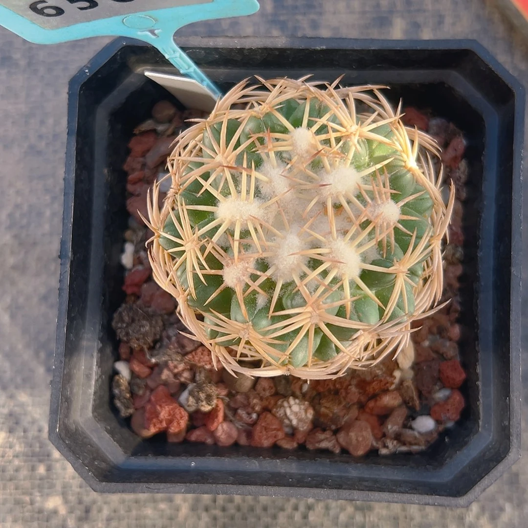 6566凤华实生裸根发货