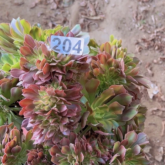 小***艾多肉植物一个雅典娜