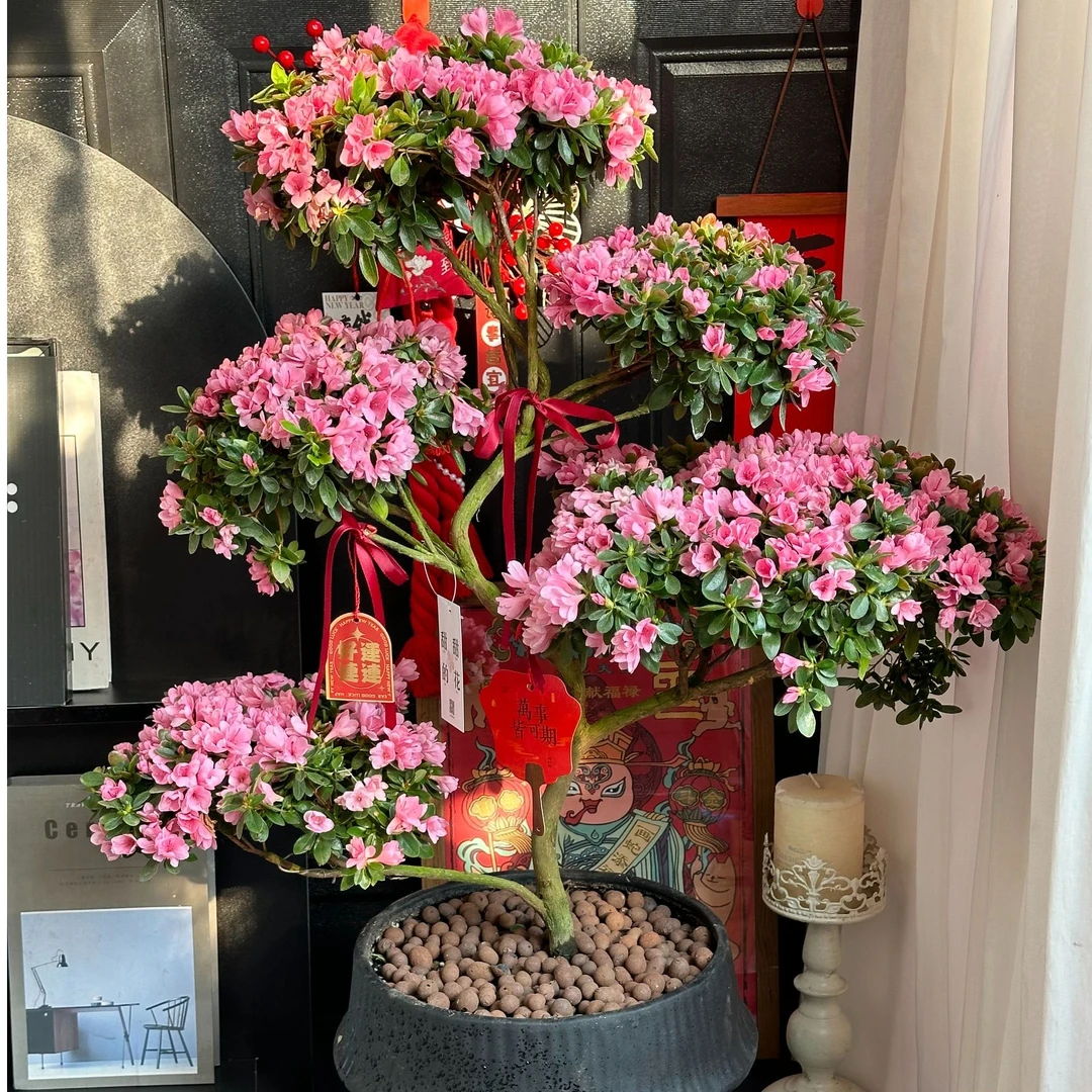 比利时拉皮杜鹃盆栽1盆【雪天叫车难不包配送望理解】