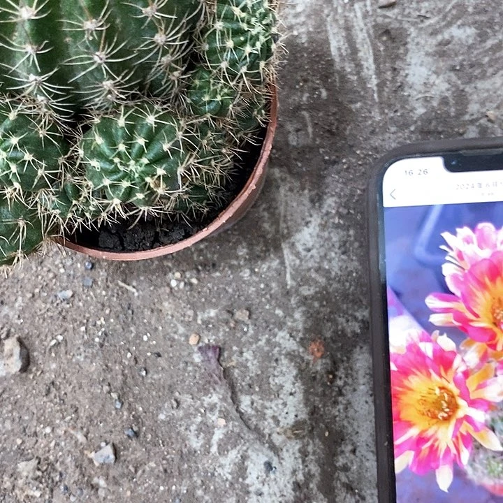 火凤凰丽花，36789999