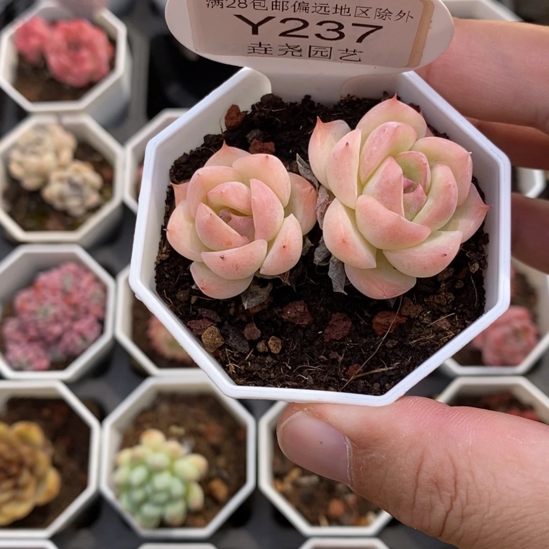 0237 水晶玫瑰 5.5cm