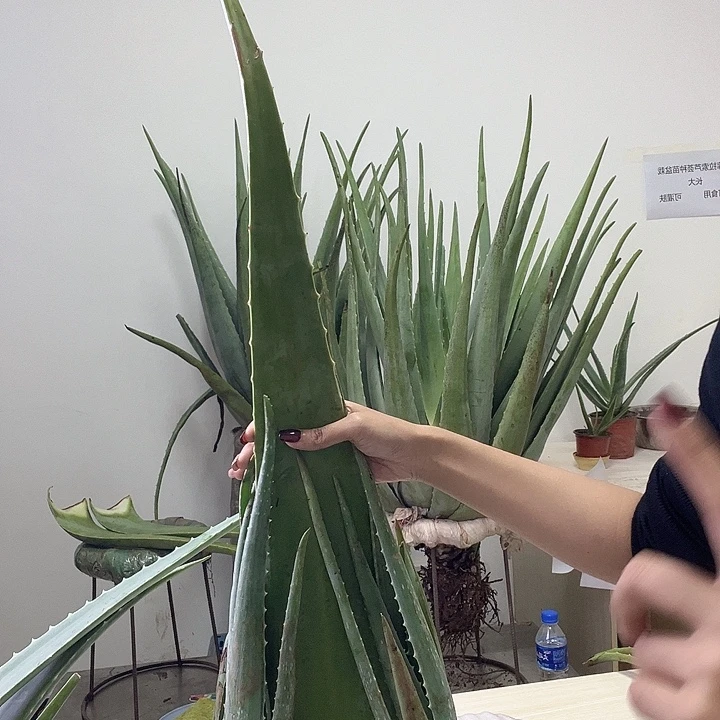 当前无花栽培后可以开花一片食用叶片，2颗小苗