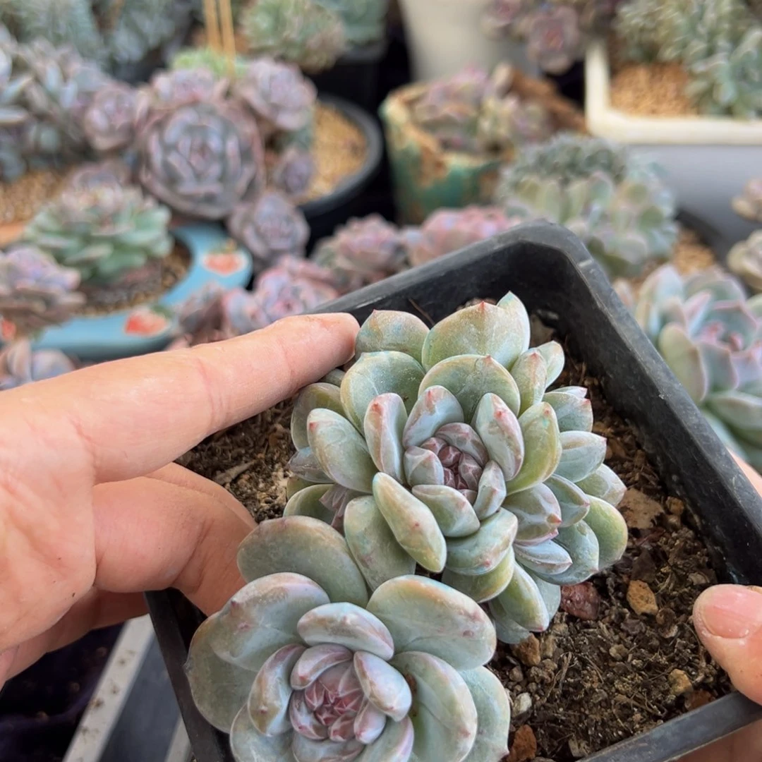 新年快乐 新年快乐 新年快乐