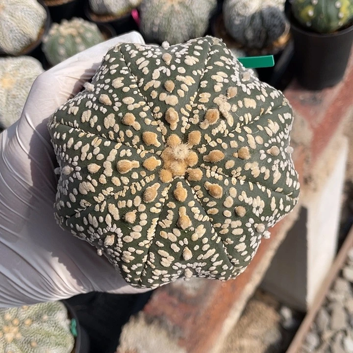 海星超兜瑕疵特价