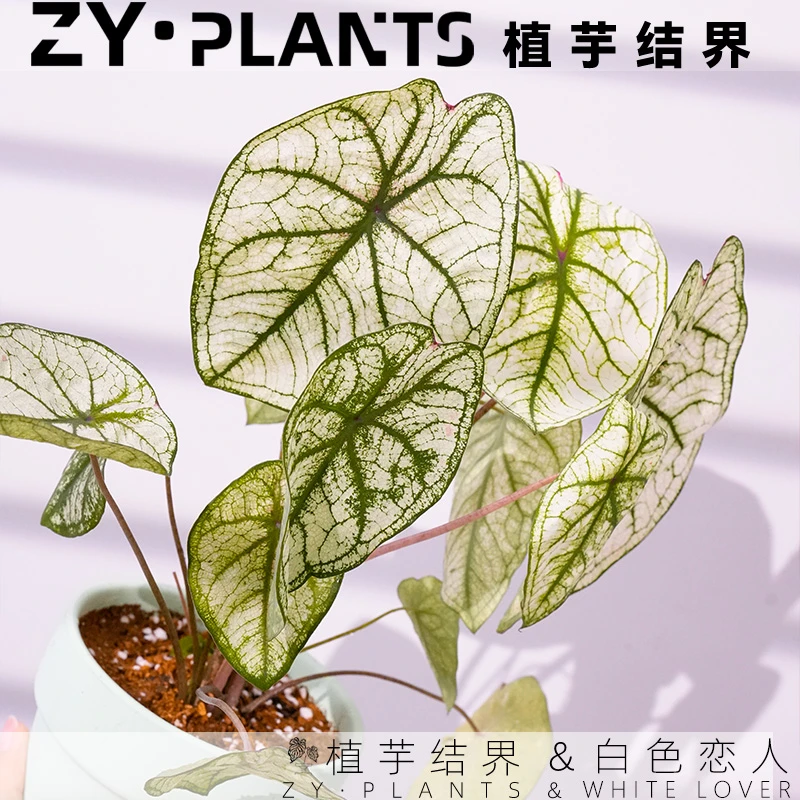 「植芋结界」白色恋人彩叶芋育苗盆彩叶芋INS风进口观叶稀植物盆栽