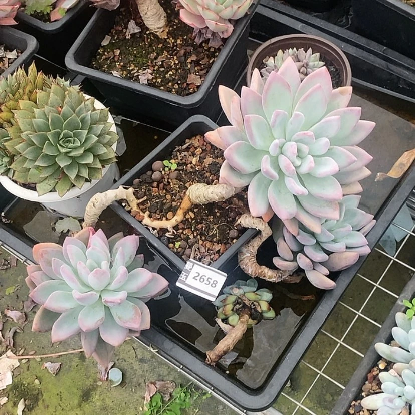 【闪购商品】三**9奥普2658