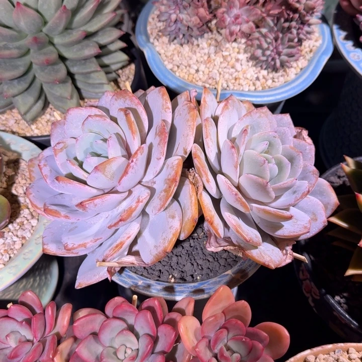 奶茶 双头 一物一拍